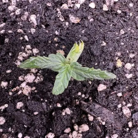 Wurlz F1 Autoflower - Zamnesia Seeds