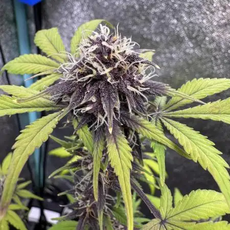 DARK LEMONADE AUTO - Delicious Seeds