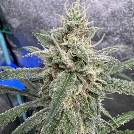 Sour Apple X Strawberry Gorilla Auto Fem
