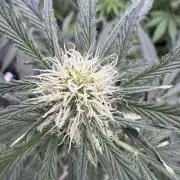 Sour Apple X Strawberry Gorilla Auto