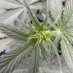 Caramel Auto - FastBuds