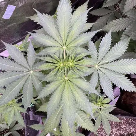 Elephant Berry Auto