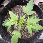 Purple Tangie Auto - Supernatural Seeds