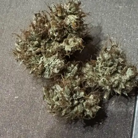 Auto AK Triple Haze - Super Sativa Seed Club