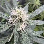 Wurlz F1 Autoflower - Zamnesia Seeds