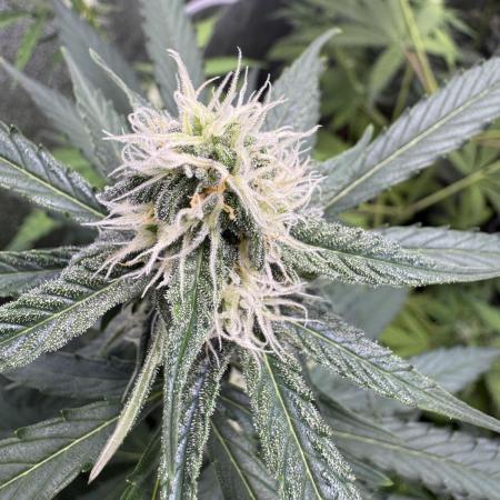 Wurlz F1 Autoflower - Zamnesia Seeds