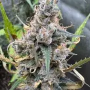 Zkittelz XL Auto - Ganja Farmer Seeds