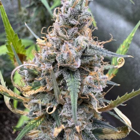 Zkittelz XL Auto - Ganja Farmer Seeds