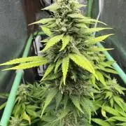 Big Demon by Divine Seeds