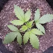 Wild Strawberry F1 Auto Run 2-TasteBudz