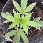 Sour Apple X Strawberry Gorilla Auto