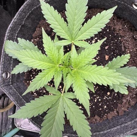 Sour Apple X Strawberry Gorilla Auto