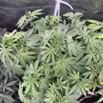 Auto Big Demon by Divine Seeds