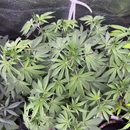 Auto Big Demon by Divine Seeds
