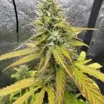 Pineapple Coconut Auto