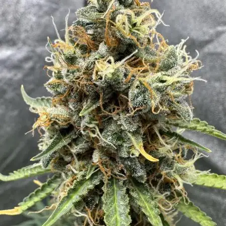 Apple and Blackberry F1 Auto - Tastebudz