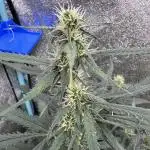 AUTO WHITE WIDOW - Divine Seeds