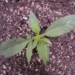 Apple Betty Auto from Herbies Seeds