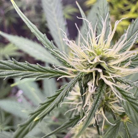 Purple Tangie Auto - Supernatural Seeds