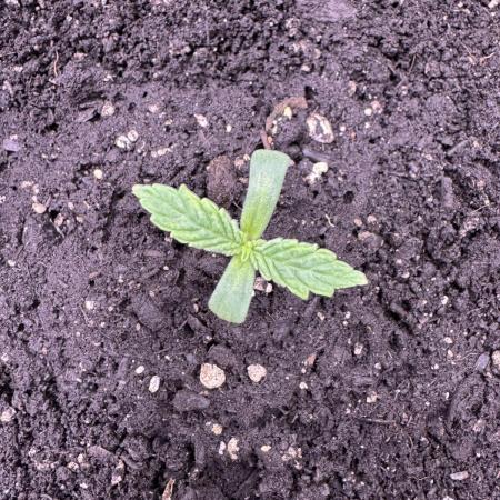 Auto Big Demon by Divine Seeds