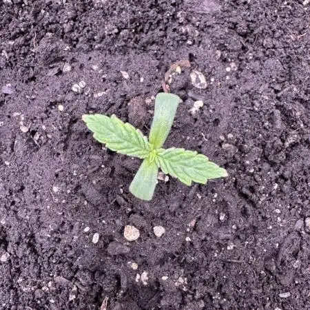Auto Big Demon by Divine Seeds