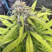 Apple Betty Auto from Herbies Seeds
