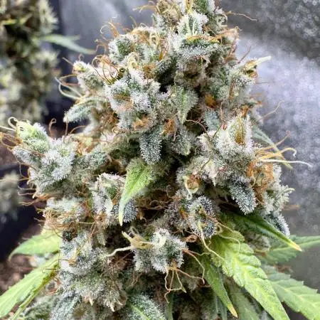Midnight Moonshine F1 Auto - TasteBudz