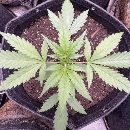 AUTO FRACTAL - Divine Seeds