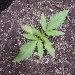 CBD Lemon Auto - Herbies Seeds