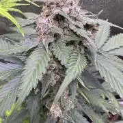 Caramel Auto - FastBuds