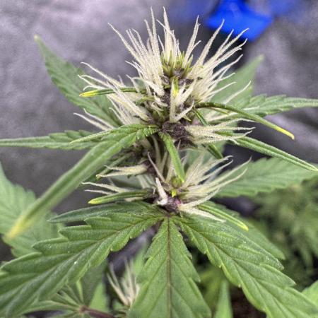 AUTO PURPLE OPIUM - Divine Seeds