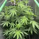 Auto Big Demon by Divine Seeds