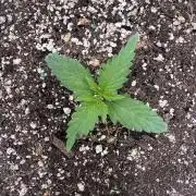 CBD Lemon Auto-Run #2 Herbies Seeds