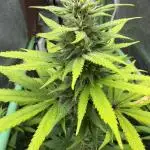 Big Demon by Divine Seeds