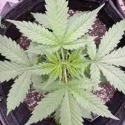 Sticky Broccoli Auto-Zamnesia