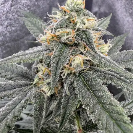 Auto Opium - Divine Seeds