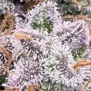 AUTO WHITE WIDOW - Divine Seeds