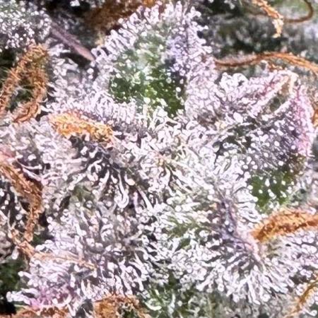 AUTO WHITE WIDOW - Divine Seeds