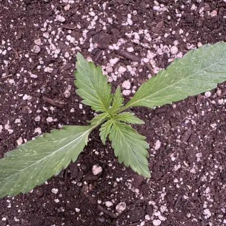 Elephant Berry Auto