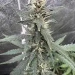 AUTO PURPLE OPIUM - Divine Seeds