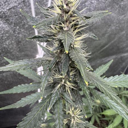 AUTO PURPLE OPIUM - Divine Seeds