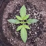 Auto Opium - Divine Seeds