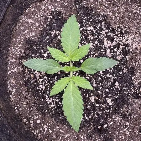 Auto Opium - Divine Seeds