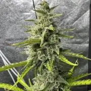 CBD Lemon Auto - Herbies Seeds