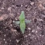 Apple Betty Auto from Herbies Seeds