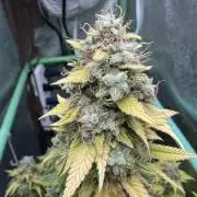 Big Demon by Divine Seeds