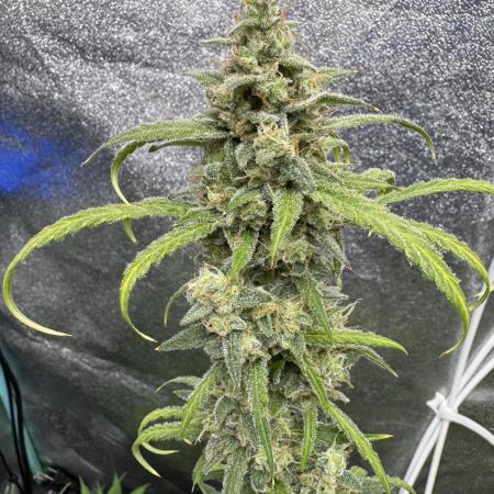 Sour Apple X Strawberry Gorilla Auto Fem