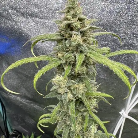 Sour Apple X Strawberry Gorilla Auto Fem
