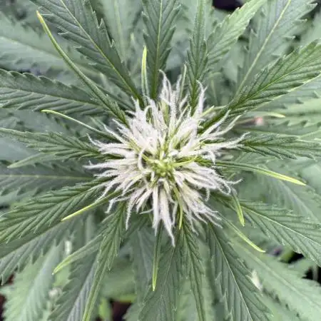 Elephant Berry Auto