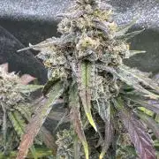 Wurlz F1 Autoflower - Zamnesia Seeds